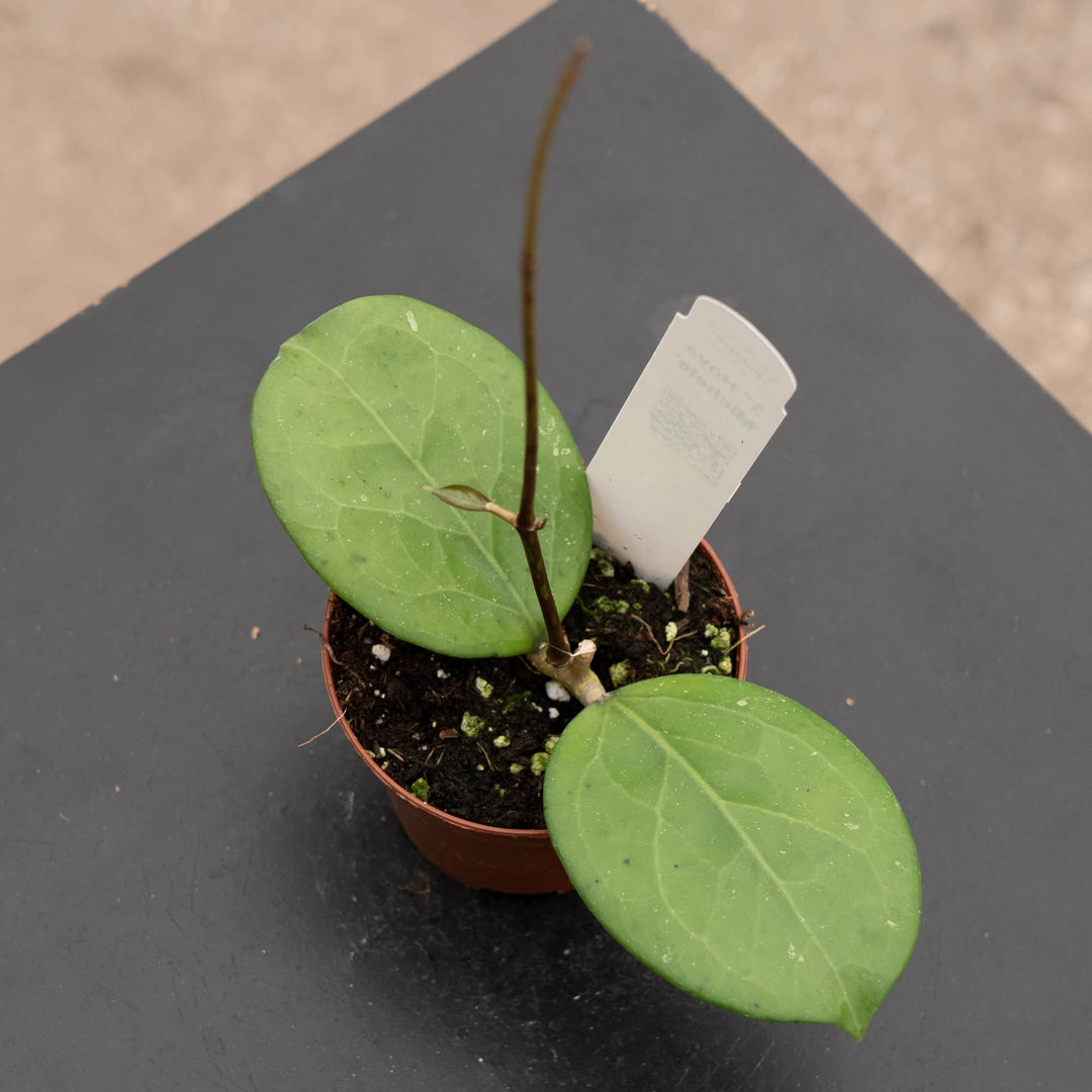 Gabriella Plants Hoya 3" Hoya 'Michele'