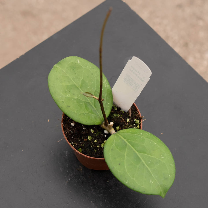 Gabriella Plants Hoya 3" Hoya 'Michele'