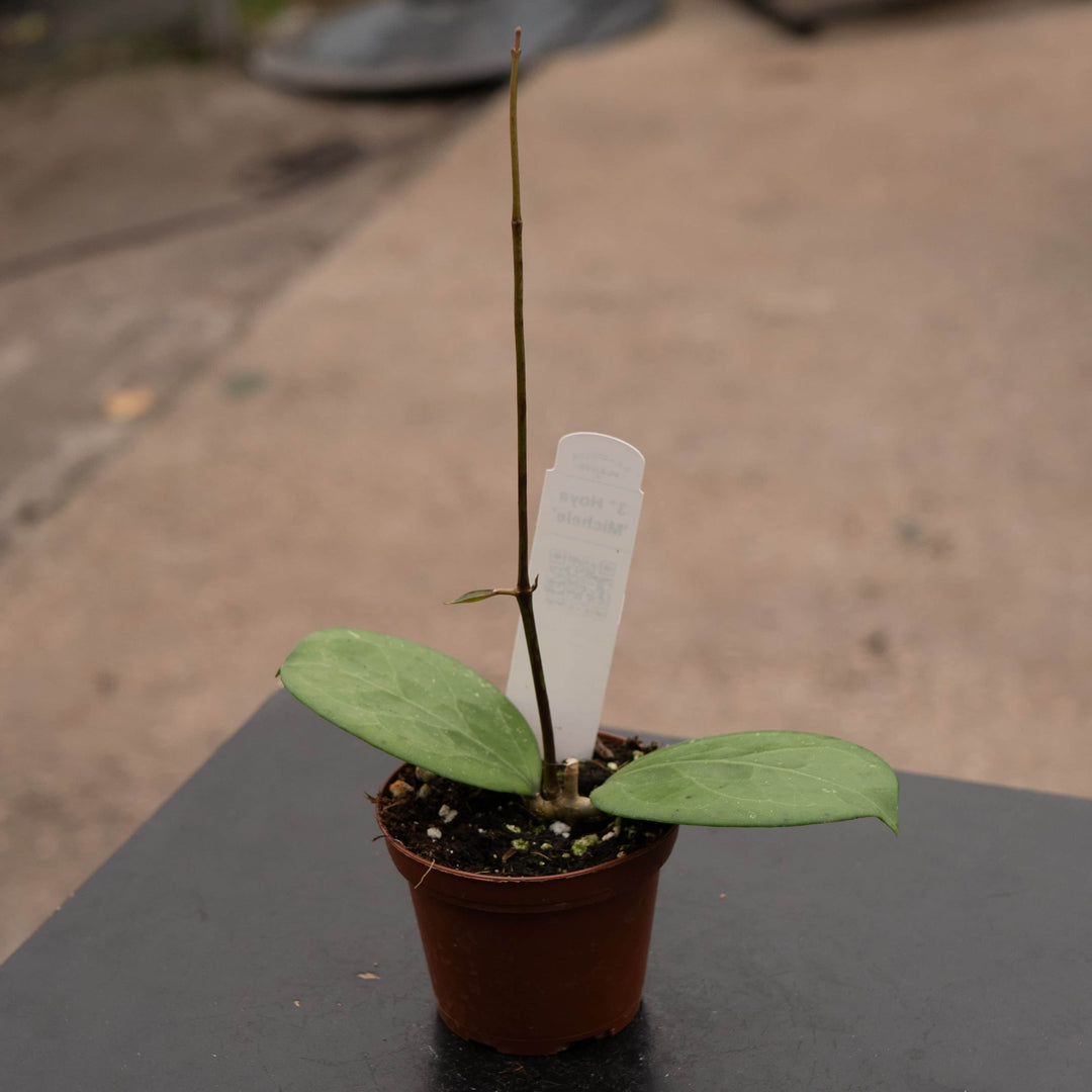 Gabriella Plants Hoya 3" Hoya 'Michele'