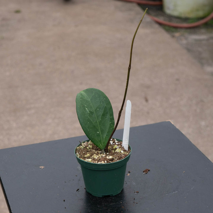 Gabriella Plants Hoya 3" Hoya &