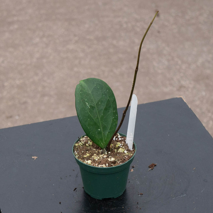 Gabriella Plants Hoya 3" Hoya &