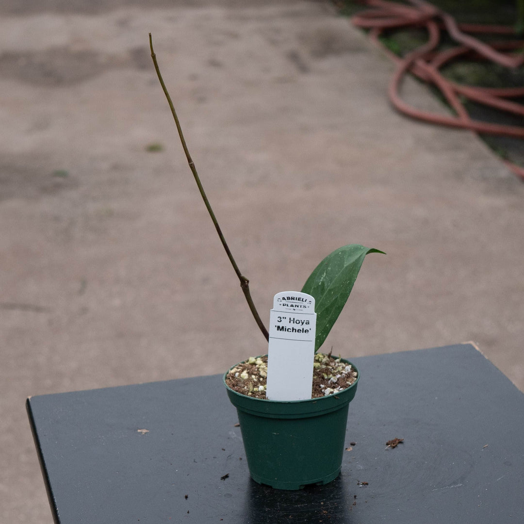 Gabriella Plants Hoya 3" Hoya &