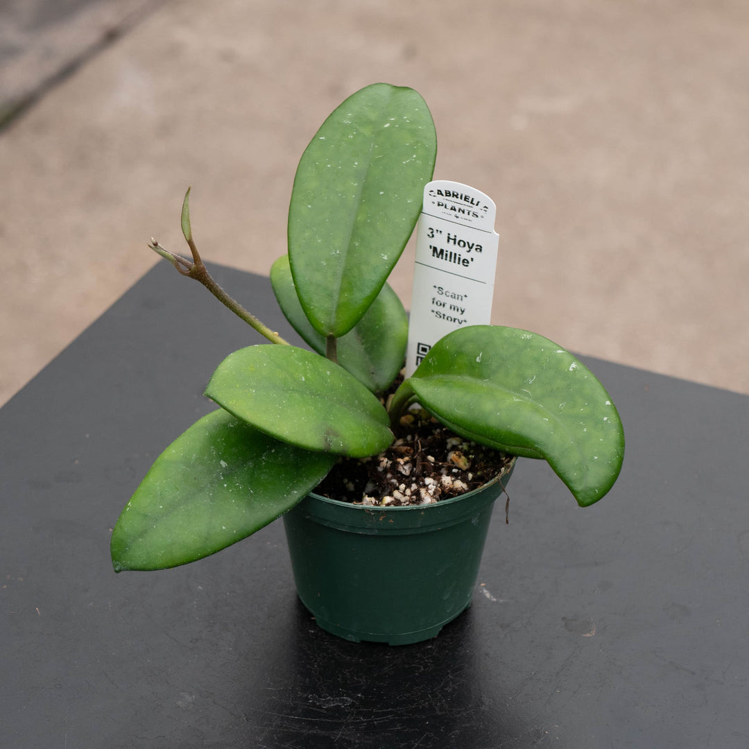 Gabriella Plants Hoya 3" Hoya 'Millie'