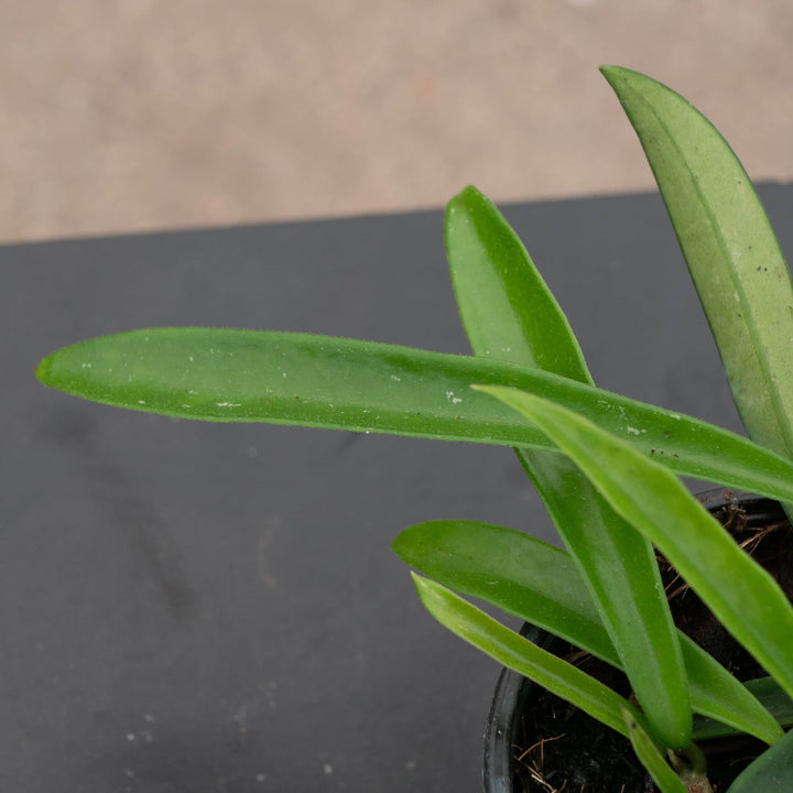 Gabriella Plants Hoya 4" Hoya 'Minibelle'