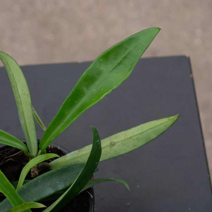 Gabriella Plants Hoya 4" Hoya 'Minibelle'