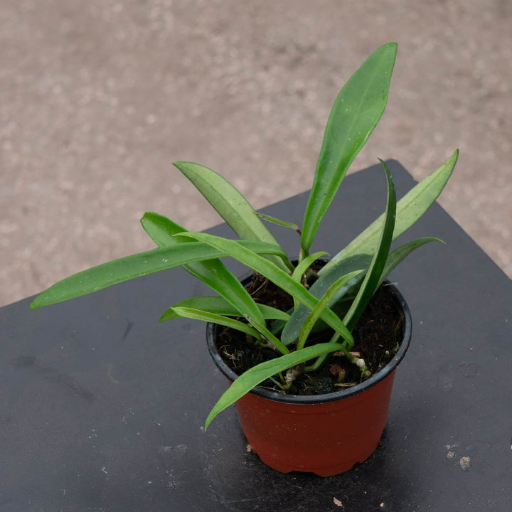 Gabriella Plants Hoya 4" Hoya 'Minibelle'