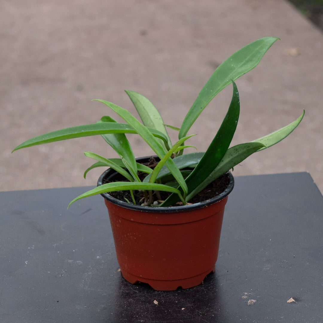 Gabriella Plants Hoya 4" Hoya 'Minibelle'