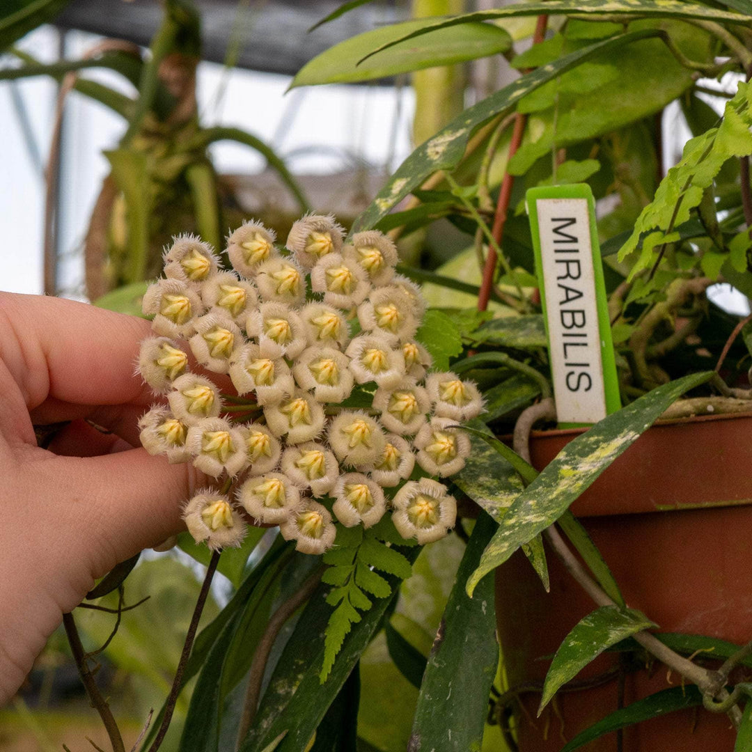 Gabriella Plants Hoya 3" Hoya mirabilis
