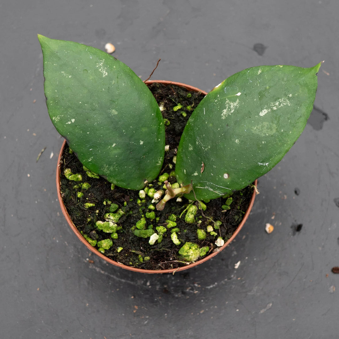 Gabriella Plants Hoya 3" Hoya mitrata