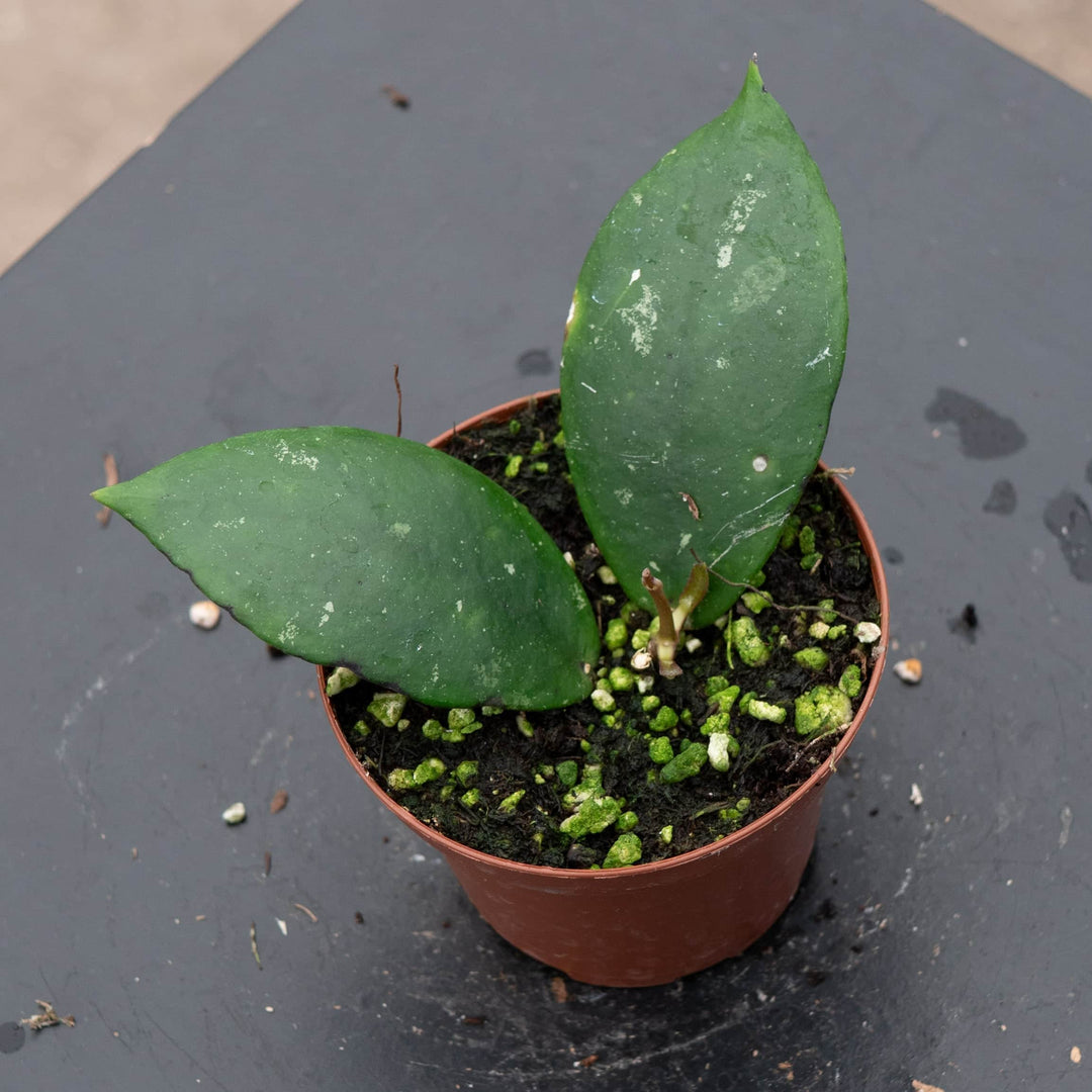 Gabriella Plants Hoya 3" Hoya mitrata