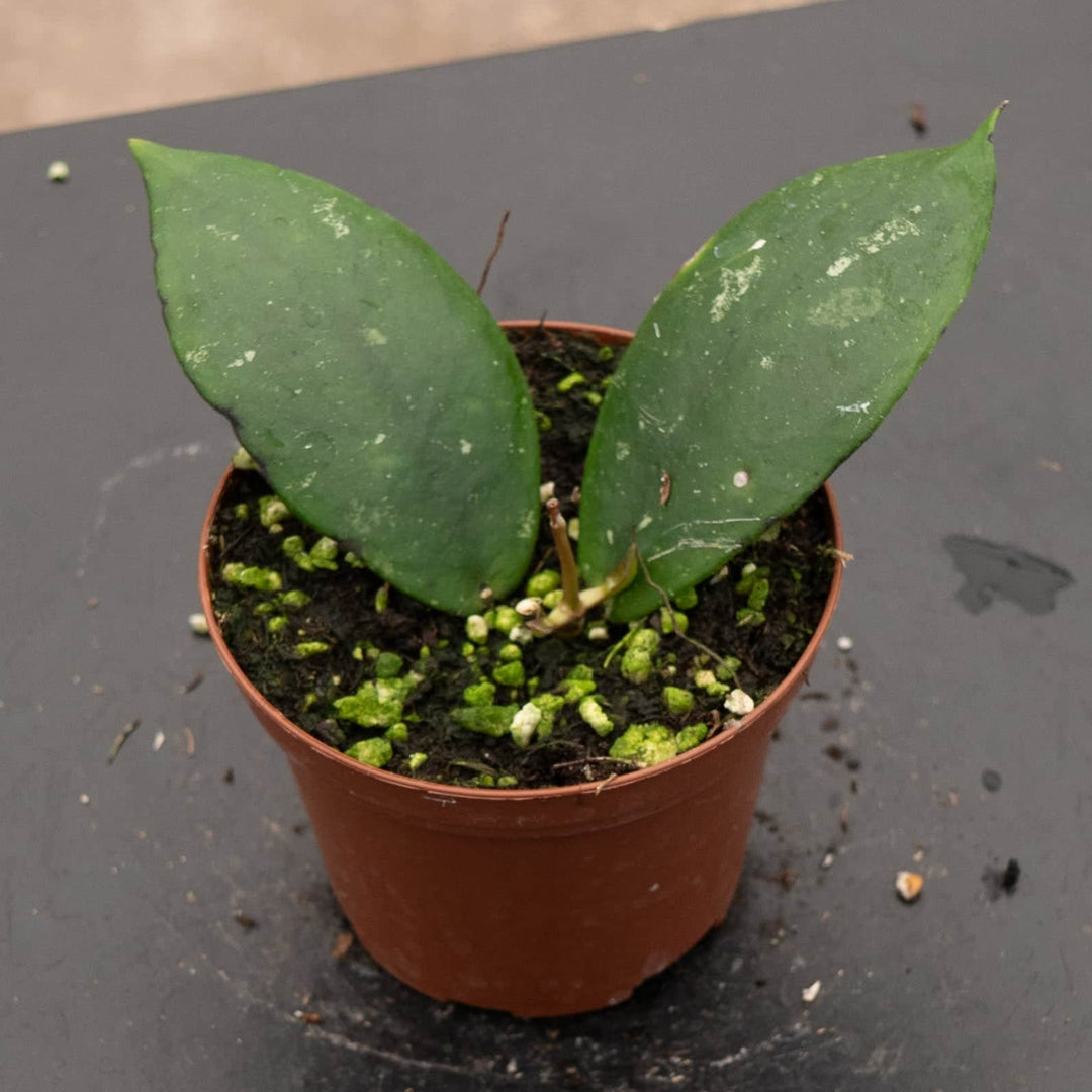 Gabriella Plants Hoya 3" Hoya mitrata