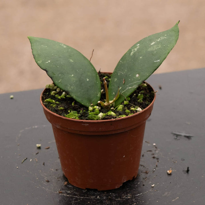 Gabriella Plants Hoya 3" Hoya mitrata