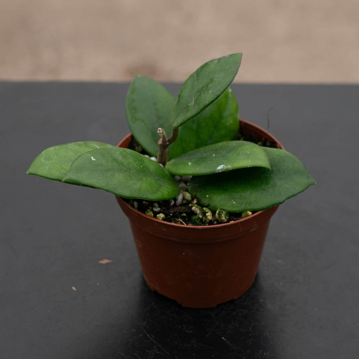 Gabriella Plants Hoya 3" Hoya motoskei