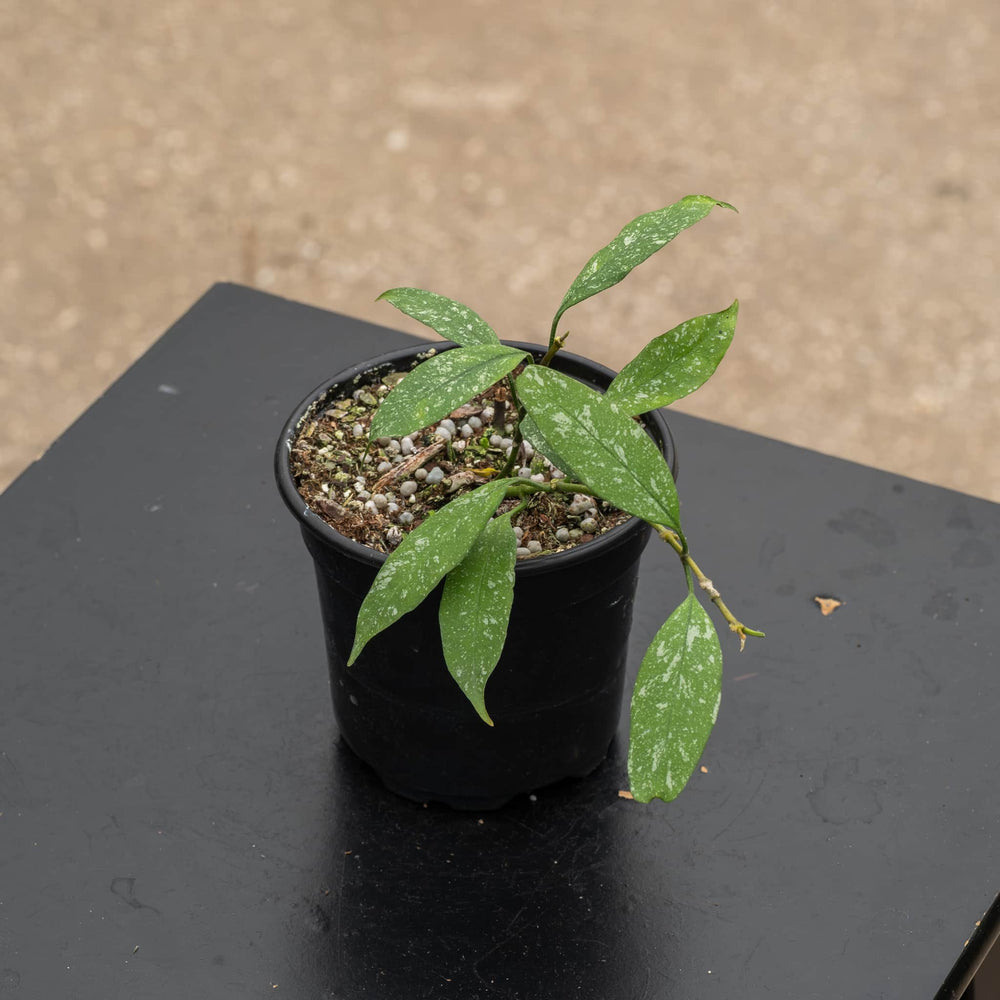 Gabriella Plants Hoya 4" Hoya multiflora 'Splash'