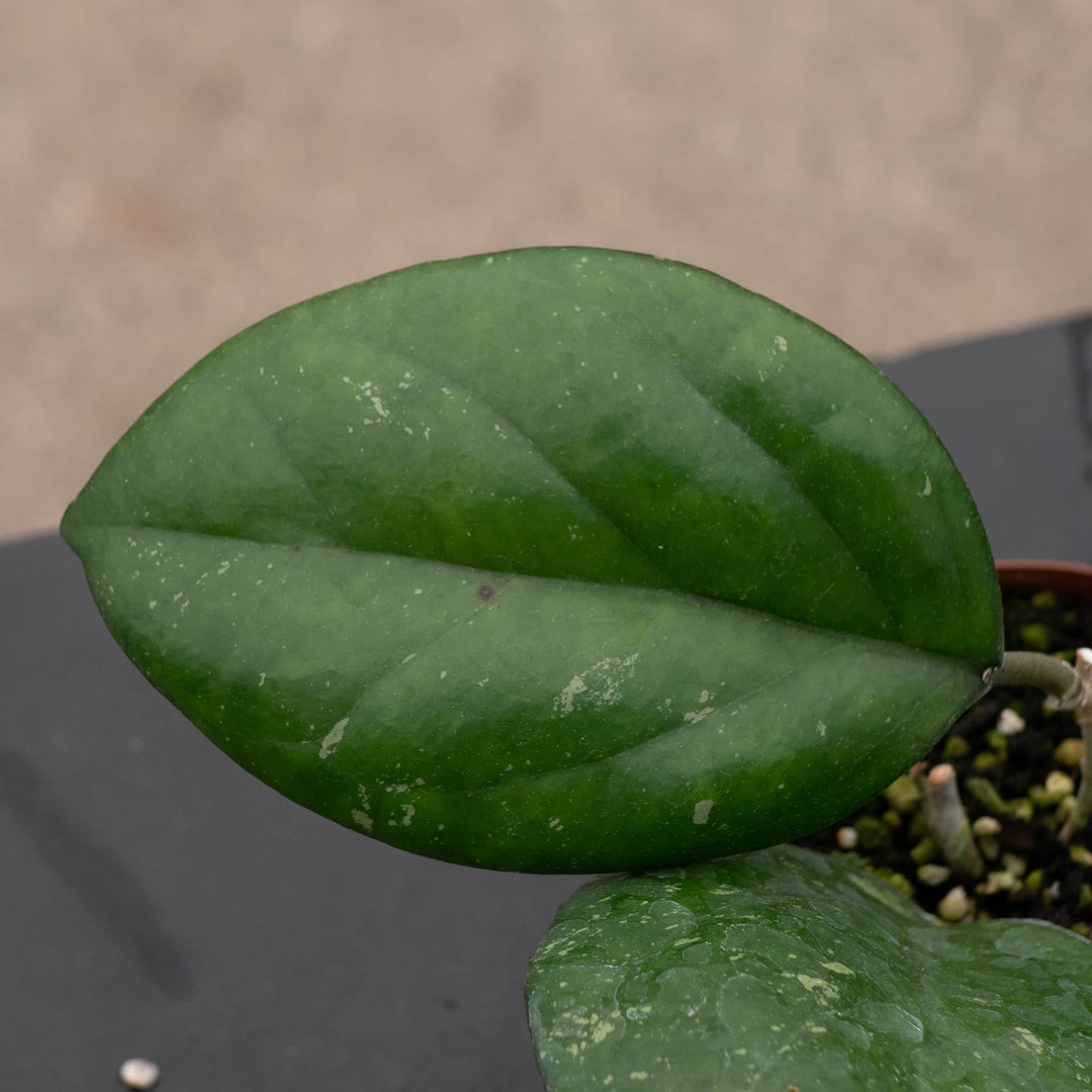 Gabriella Plants Hoya 3" Hoya 'Noelle'