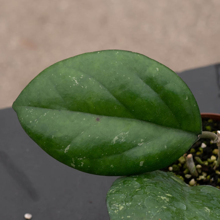 Gabriella Plants Hoya 3" Hoya 'Noelle'