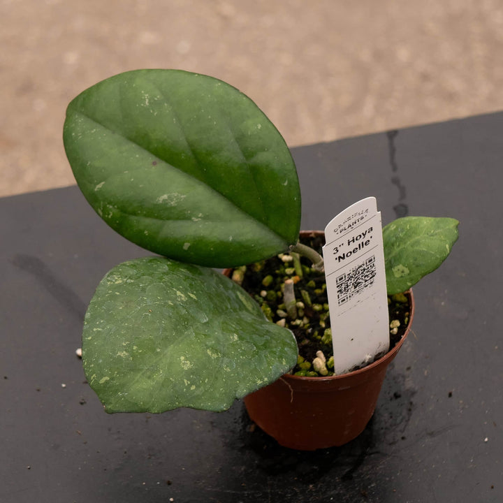 Gabriella Plants Hoya 3" Hoya 'Noelle'