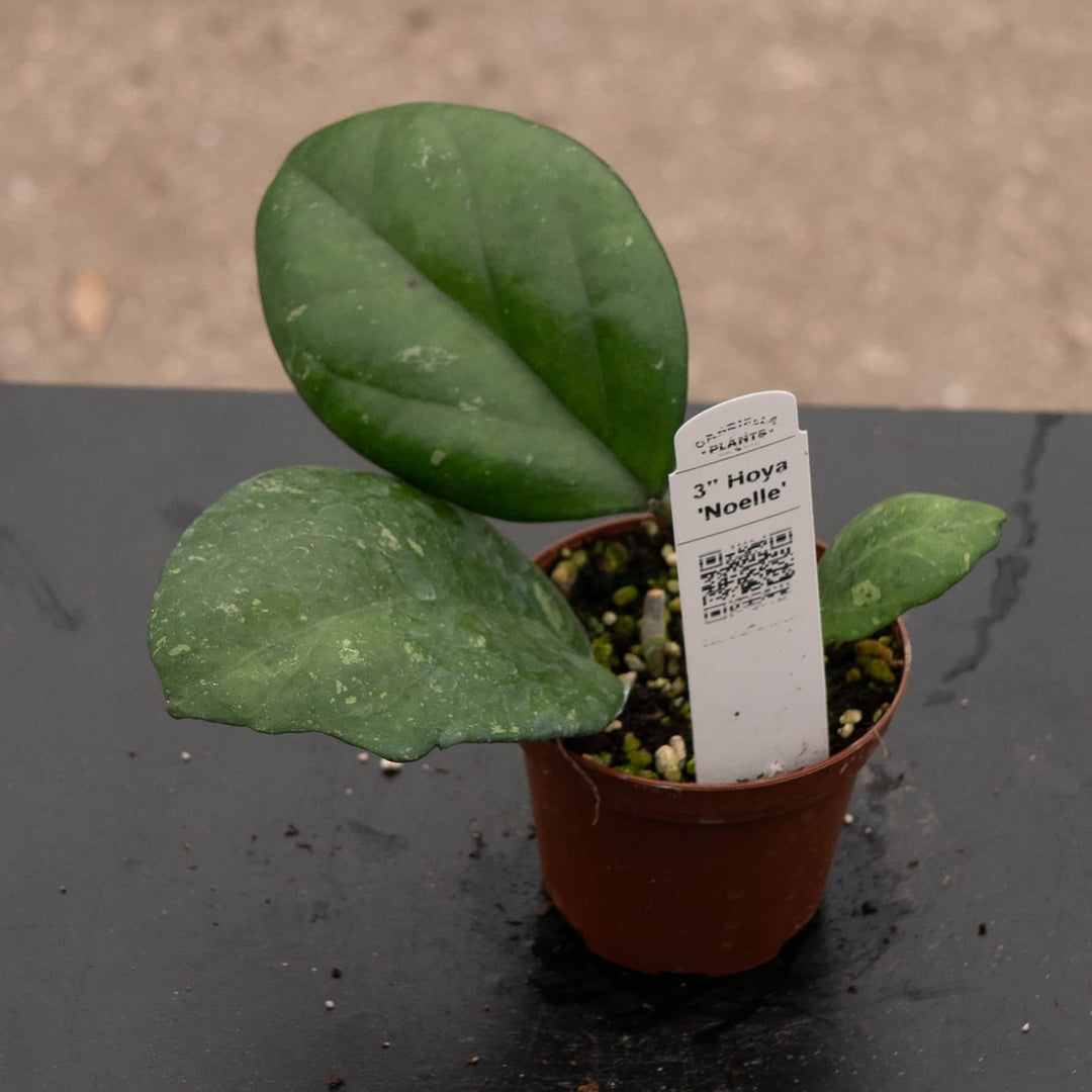 Gabriella Plants Hoya 3" Hoya 'Noelle'