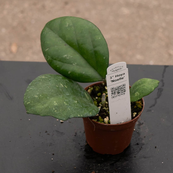 Gabriella Plants Hoya 3" Hoya 'Noelle'