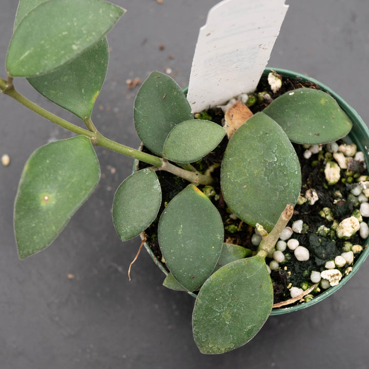 Gabriella Plants Hoya Hoya nummularioides