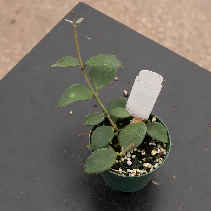 Gabriella Plants Hoya Hoya nummularioides