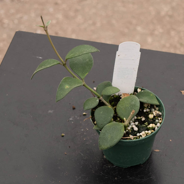 Gabriella Plants Hoya Hoya nummularioides