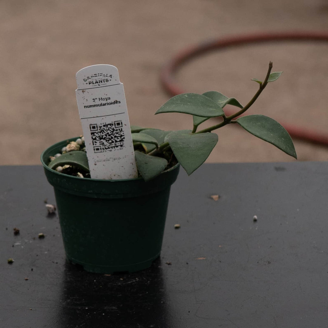 Gabriella Plants Hoya Hoya nummularioides