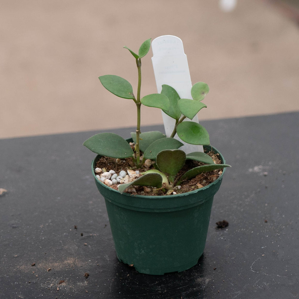 Gabriella Plants Hoya Hoya nummularioides