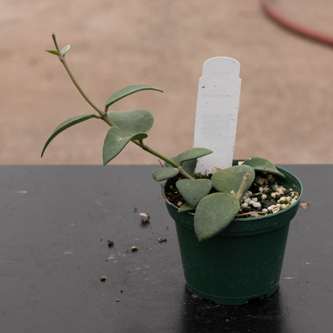 Gabriella Plants Hoya 3” Hoya nummularioides