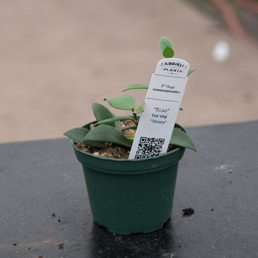 Gabriella Plants Hoya 3" Hoya nummularioides
