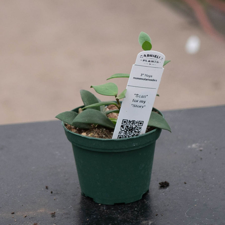 Gabriella Plants Hoya 3" Hoya nummularioides