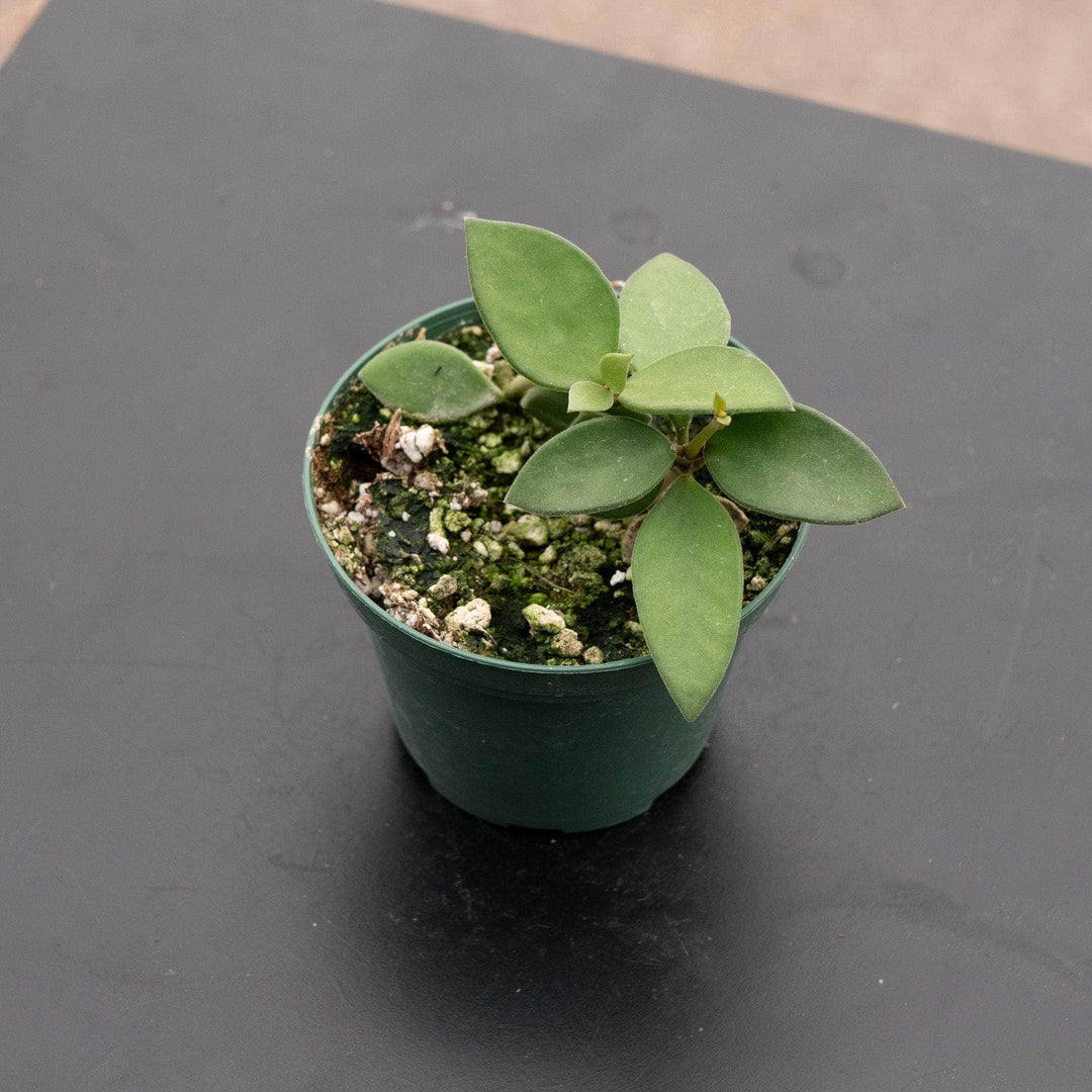 Gabriella Plants Hoya 3” Hoya nummularioides