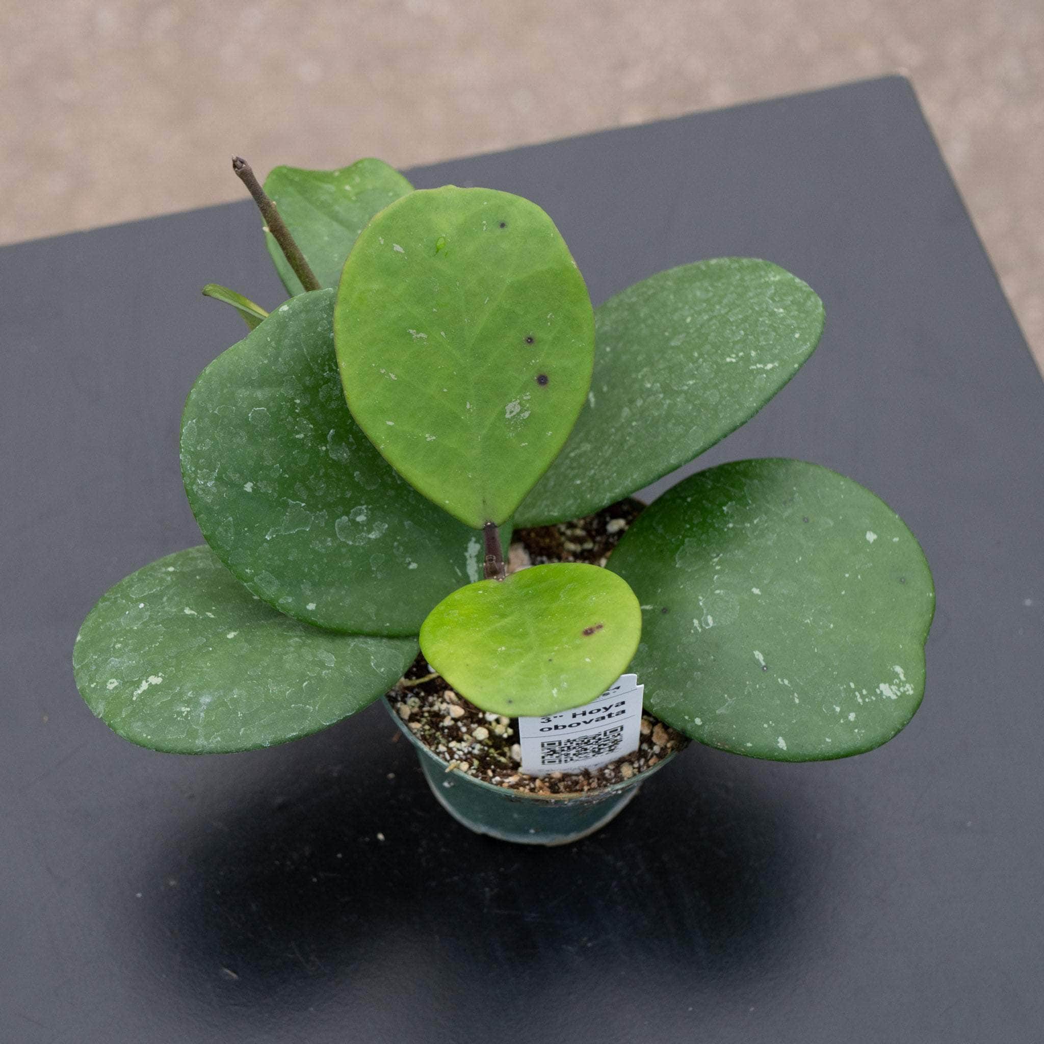 Hoya obovata - Thumbnail 4