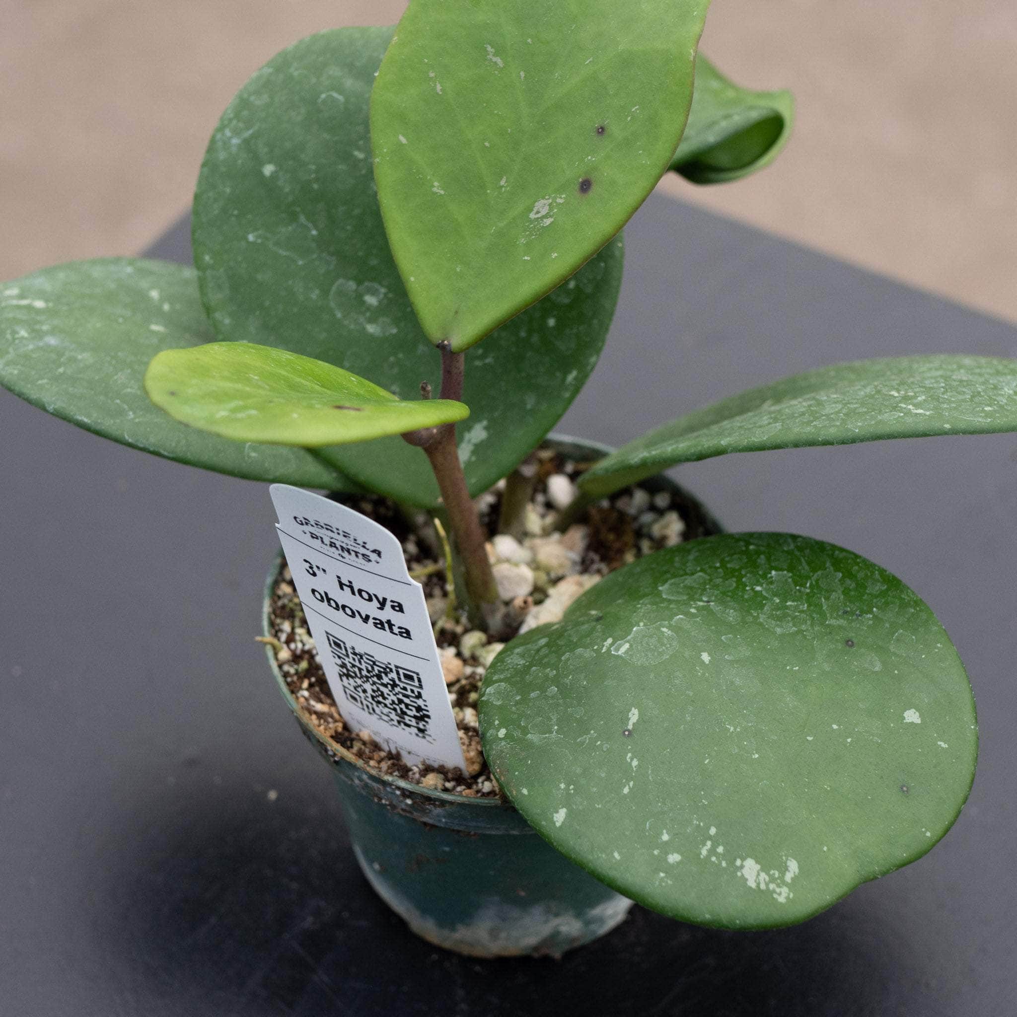 Hoya obovata