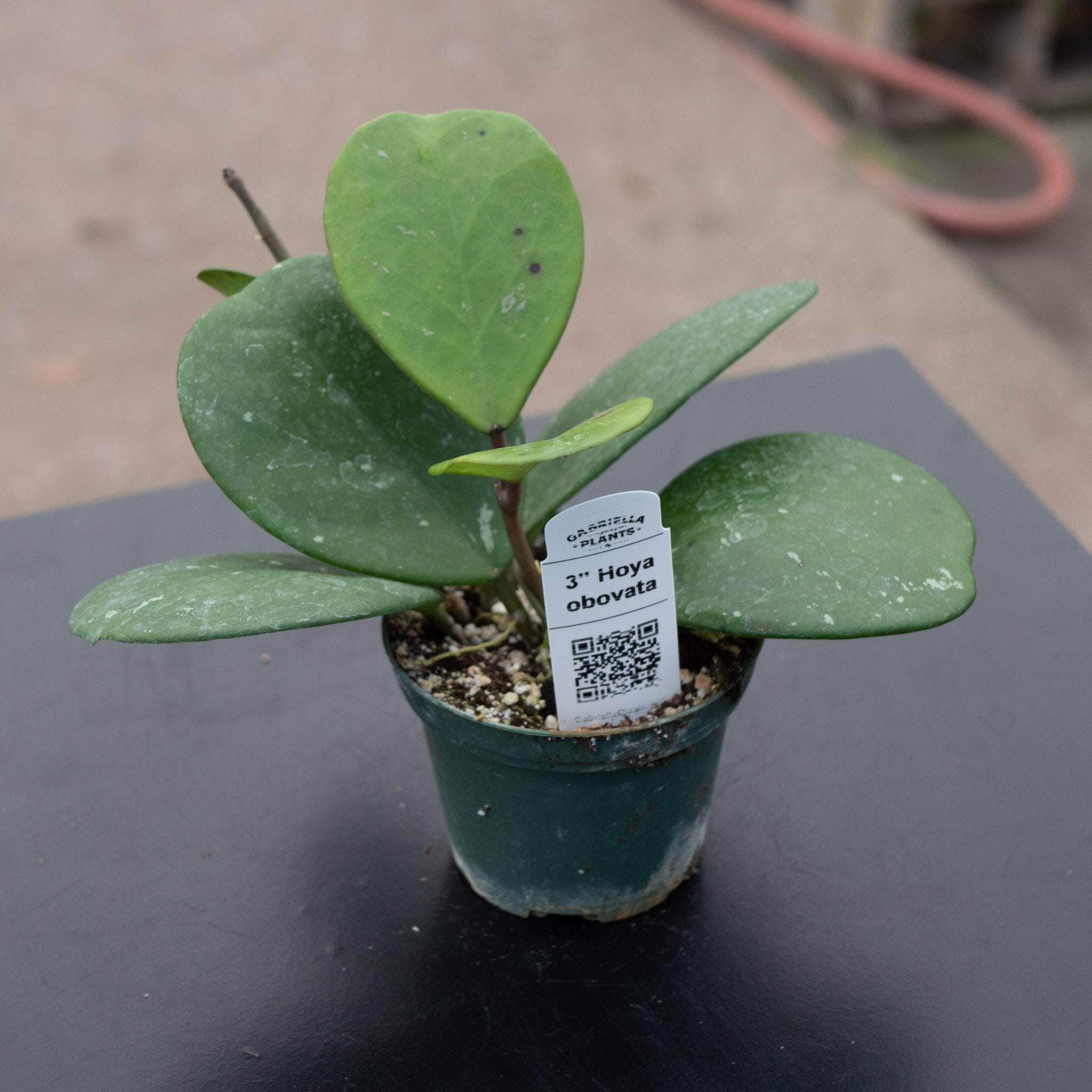 Hoya obovata - Thumbnail 3