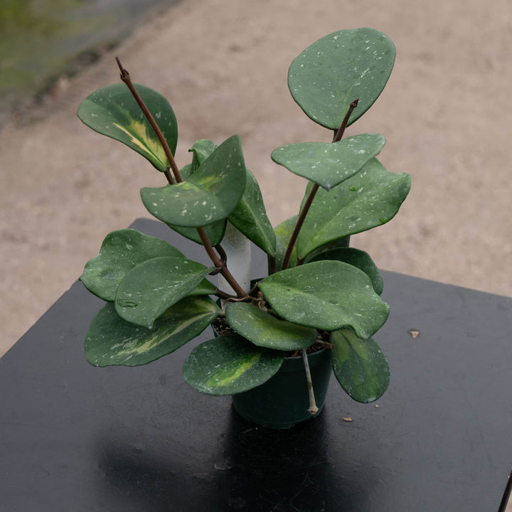 Gabriella Plants Hoya Hoya obovata 'Variegata'