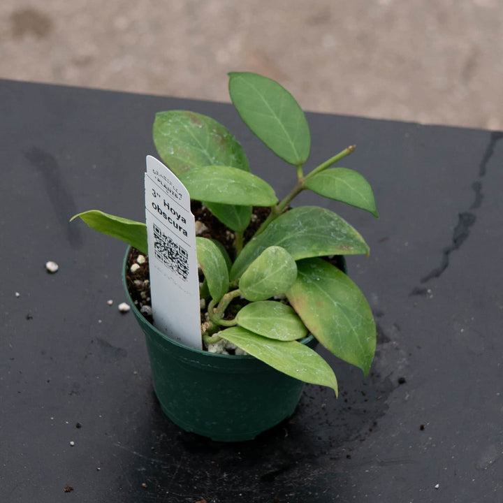 Gabriella Plants Hoya 3" Hoya obscura