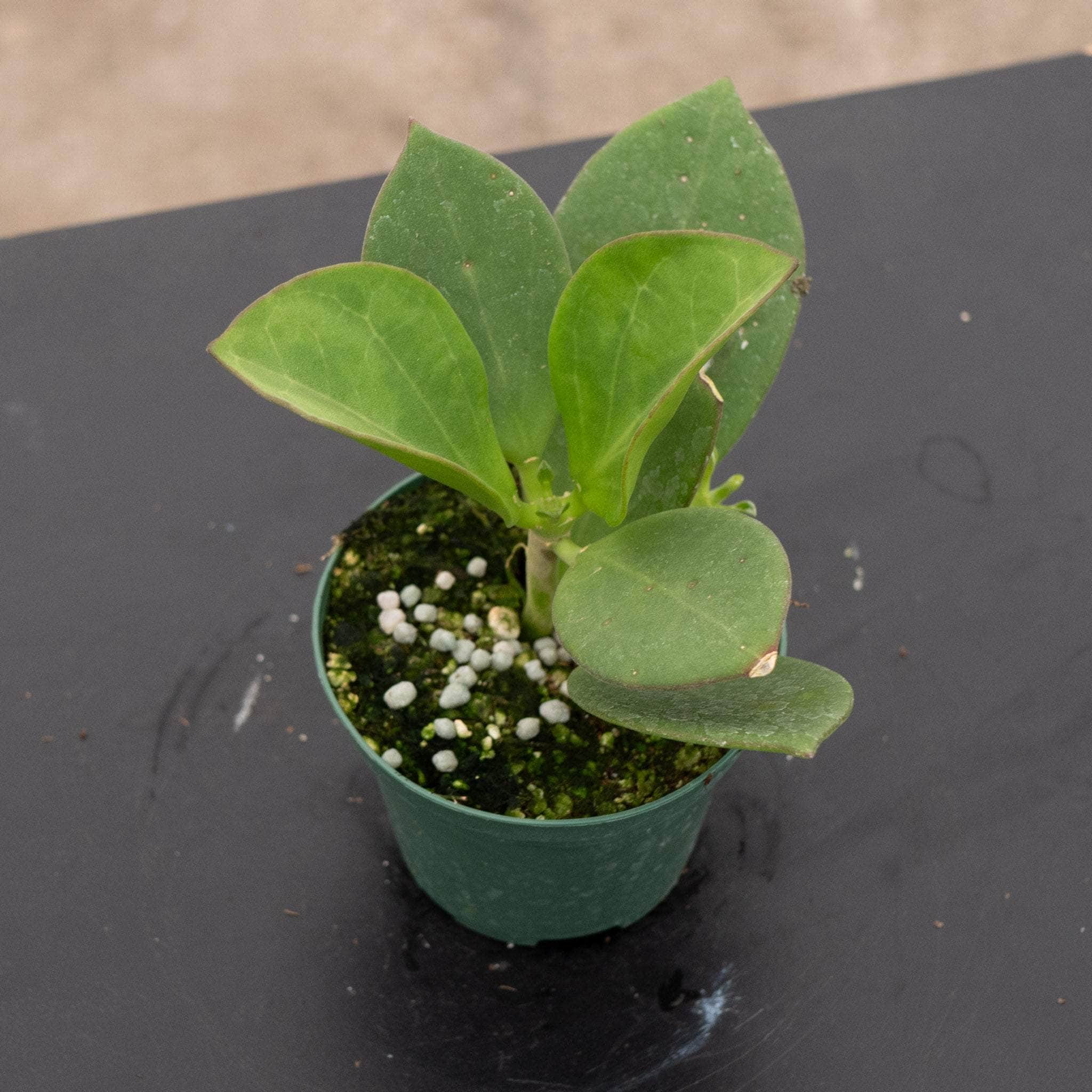 セール珍種 ホヤ　パキクラーダ pachycladas small leaves Hoya pachyclada [small leaves] New - GrogensGarden