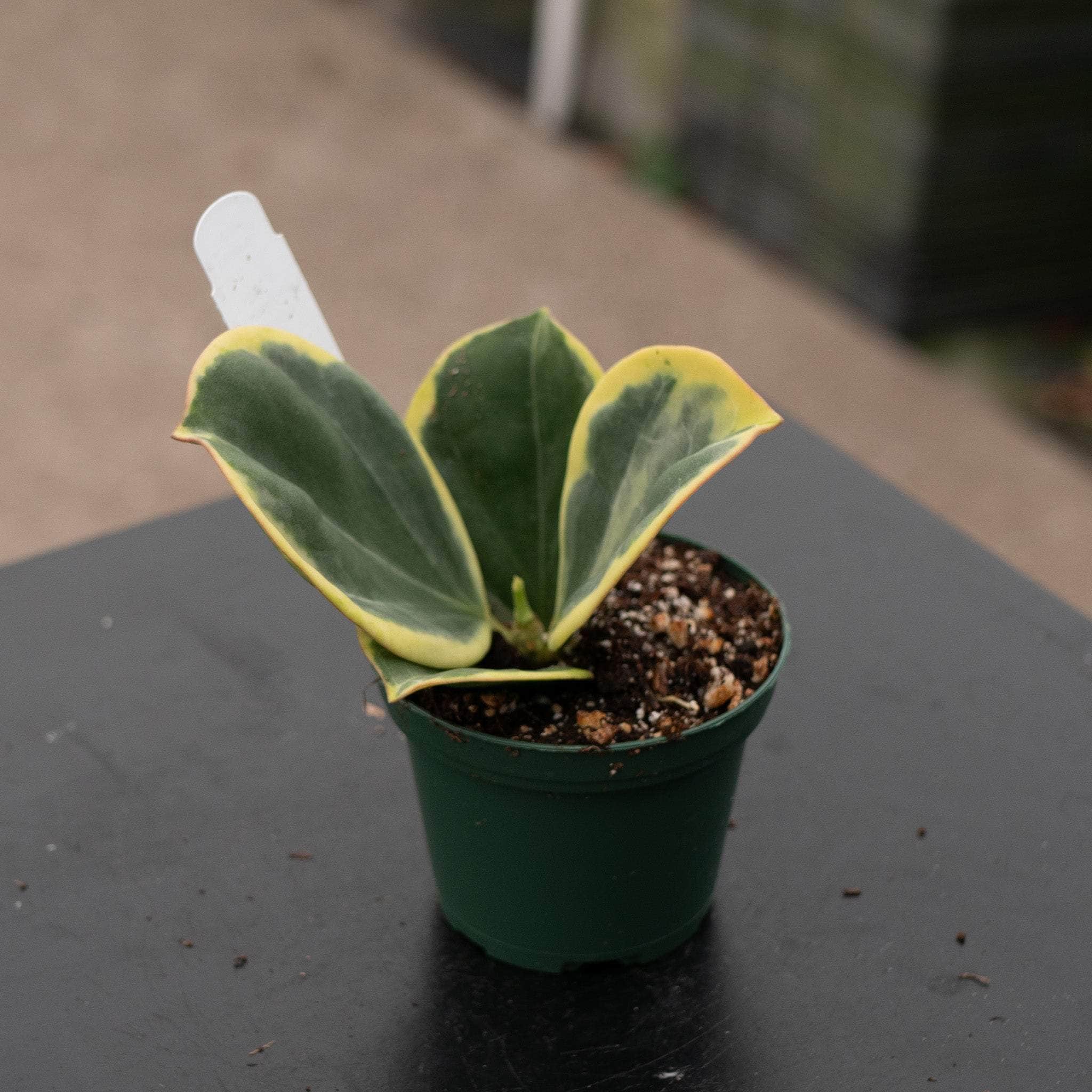 Hoya pachyclada variegated