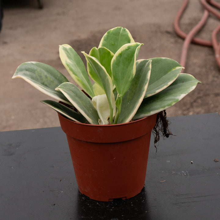 Gabriella Plants Hoya Hoya pachyclada variegated