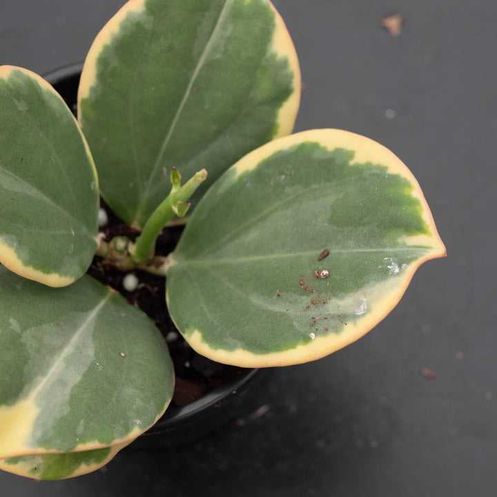 Gabriella Plants Hoya Hoya pachyclada variegated