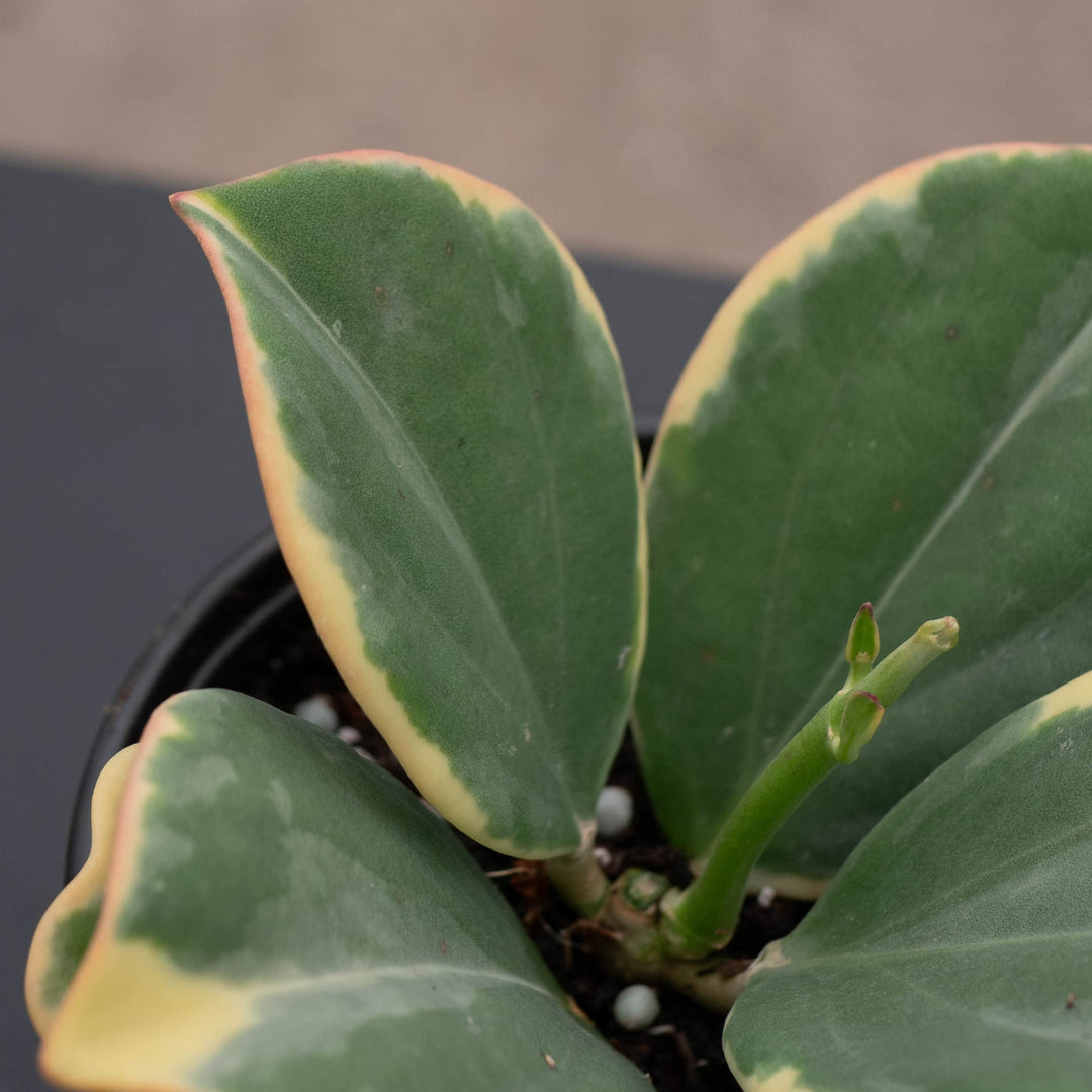 Gabriella Plants Hoya Hoya pachyclada variegated