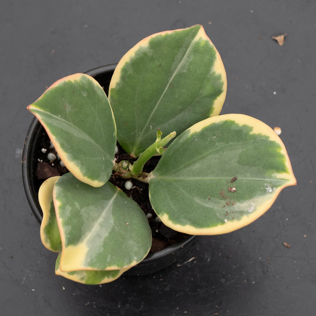 Gabriella Plants Hoya Hoya pachyclada variegated