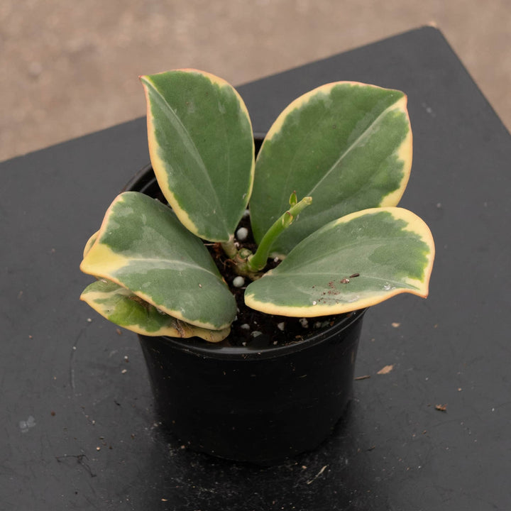 Gabriella Plants Hoya Hoya pachyclada variegated