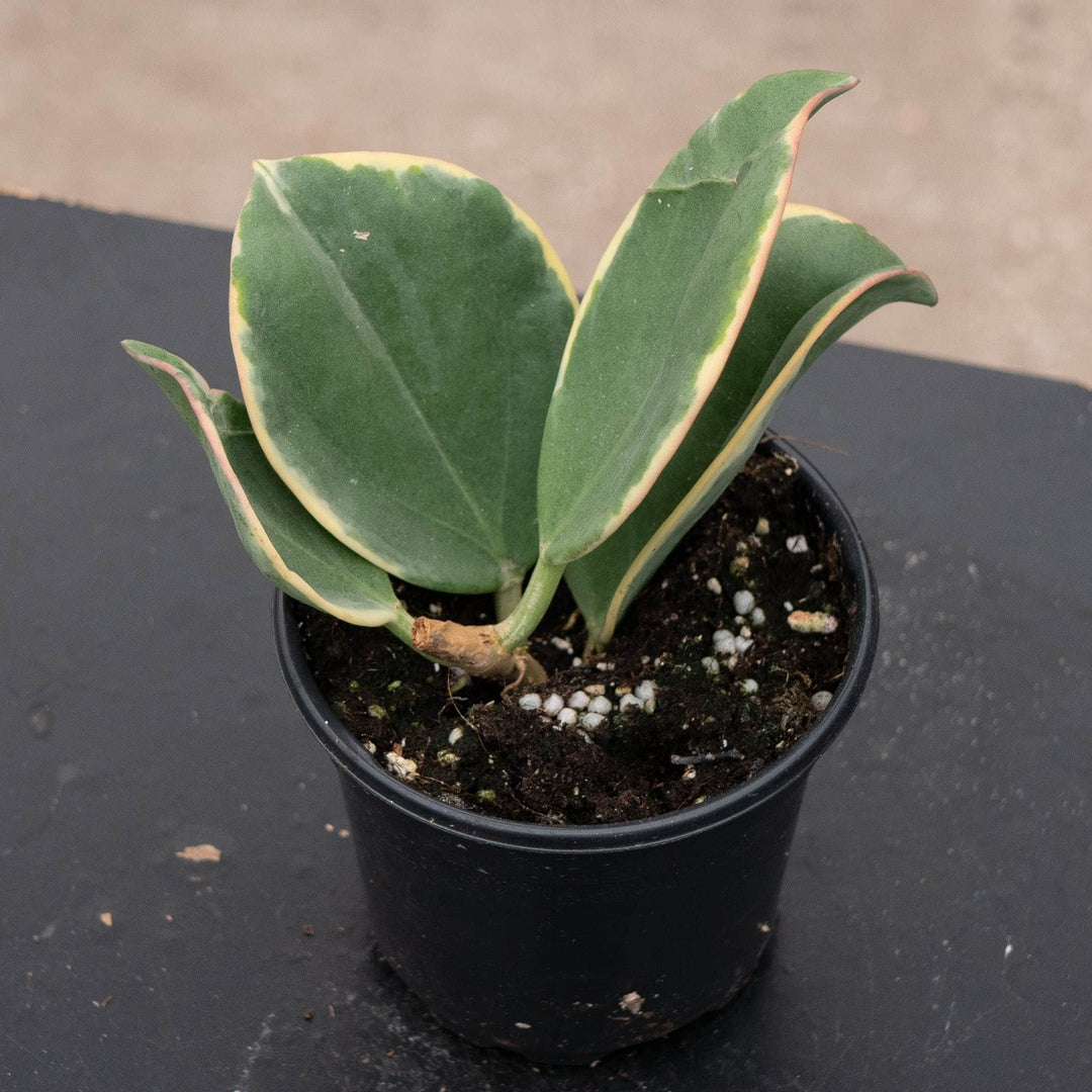Gabriella Plants Hoya Hoya pachyclada variegated