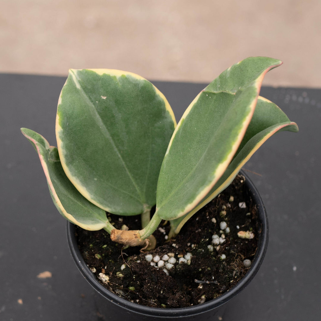 Gabriella Plants Hoya Hoya pachyclada variegated