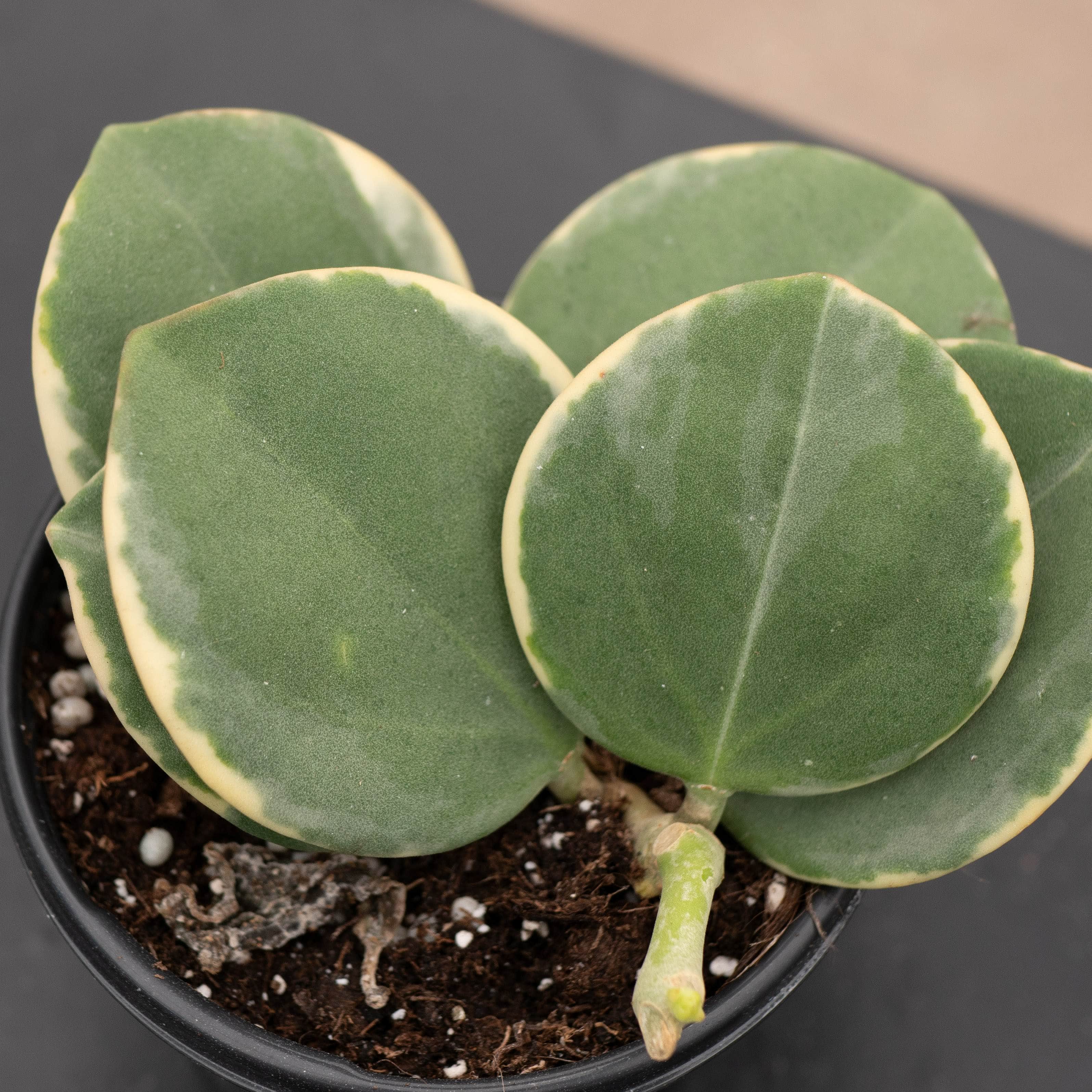 Hoya pachyclada variegated – Gabriella Plants