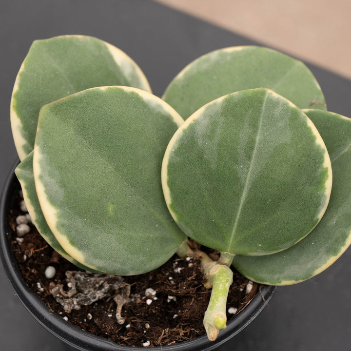 Gabriella Plants Hoya Hoya pachyclada variegated