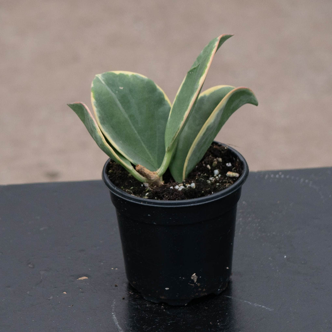Gabriella Plants Hoya Hoya pachyclada variegated