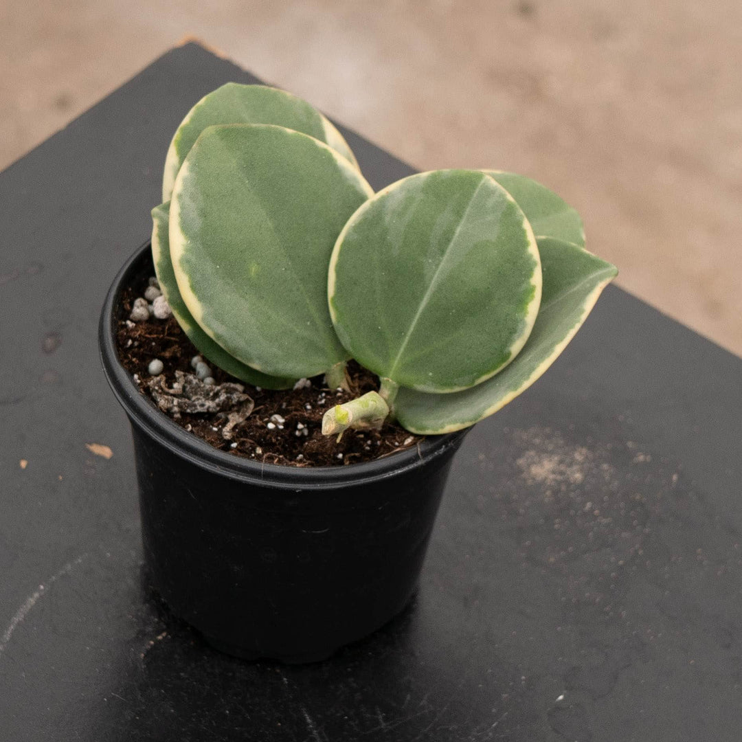 Gabriella Plants Hoya Hoya pachyclada variegated